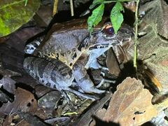 Leptodactylus pentadactylus