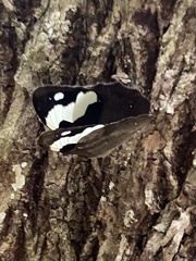 Heteronympha mirifica