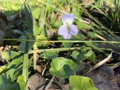 Viola missouriensis