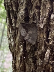 Heteronympha mirifica