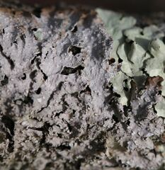 Punctelia caseana