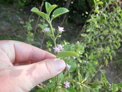 Lippia alba