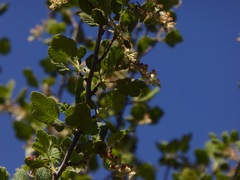 Ribes indecorum