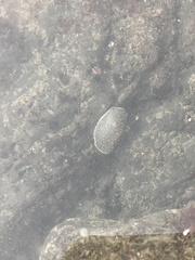 Acanthodoris nanaimoensis