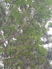 Lophostemon confertus