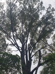 Eucalyptus siderophloia