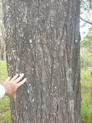 Eucalyptus siderophloia