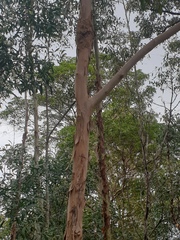 Lophostemon confertus