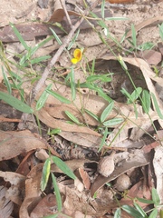 Zornia dyctiocarpa
