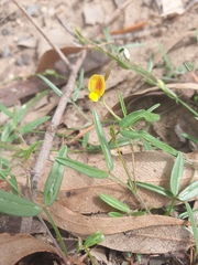 Zornia dyctiocarpa