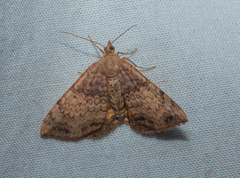 Chrysolarentia mecynata