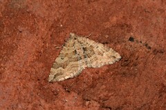 Epyaxa agelasta