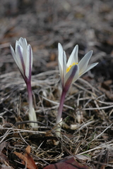 Colchicum kesselringii