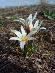 Colchicum kesselringii