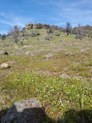 Sabulina californica