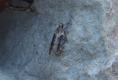 Chionodes mediofuscella