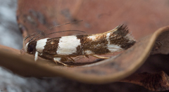 Macrobathra desmotoma