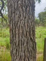 Corymbia intermedia
