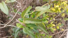 Paederia foetida