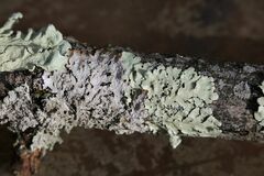 Punctelia caseana