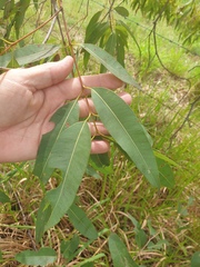 Corymbia intermedia