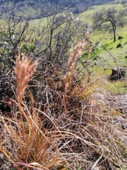 Andropogon glomeratus