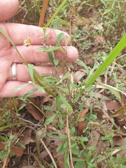 Chrysocephalum apiculatum