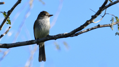 Empidonax
