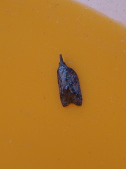 Platynota idaeusalis