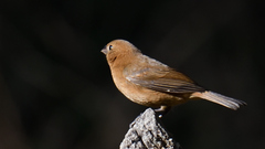 Cyanocompsa parellina