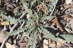 Eulobus californicus