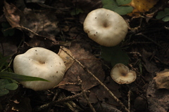 Clitocybe metachroa