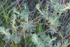 Cuscuta californica
