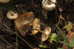 Clitocybe metachroa