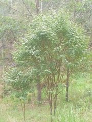 Breynia oblongifolia