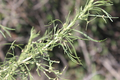 Aceria paracalifornica