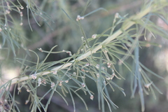 Aceria paracalifornica