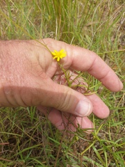 Senecio madagascariensis