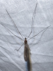 Limoniidae