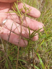 Senecio madagascariensis