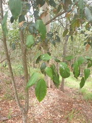 Mallotus philippensis