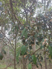 Mallotus philippensis