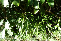 Melicytus lanceolatus