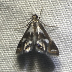 Chrysendeton imitabilis