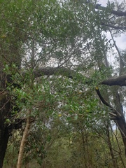 Cyclophyllum coprosmoides