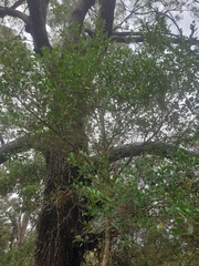 Cyclophyllum coprosmoides