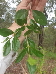 Cyclophyllum coprosmoides