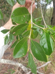 Cyclophyllum coprosmoides