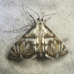 Neocataclysta magnificalis