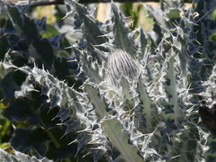 Cirsium occidentale